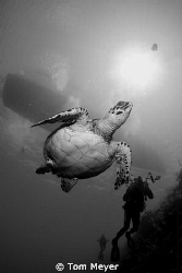 turtle at little cayman on the cayman aggressor by Tom Meyer 